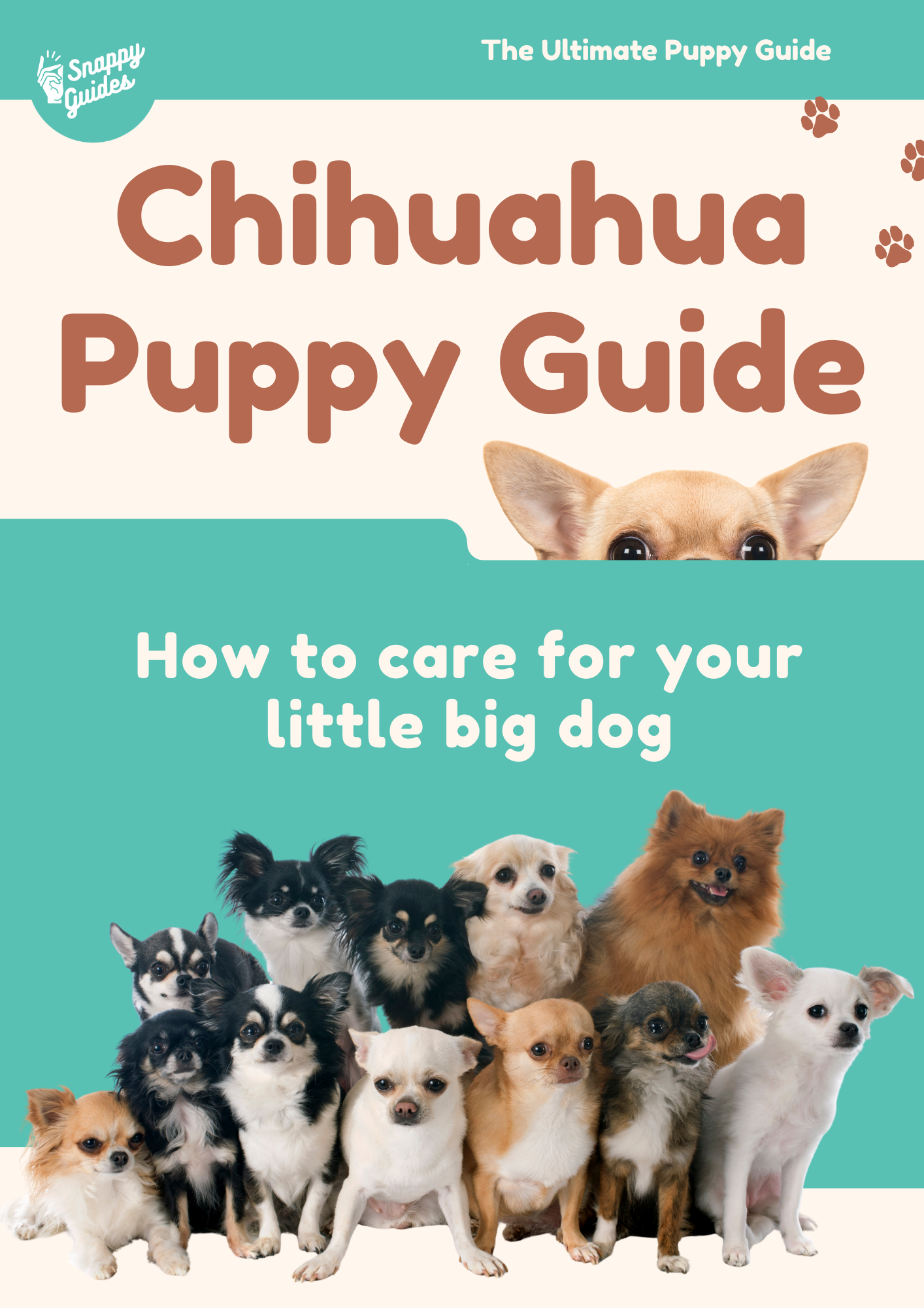 Chihuahua Puppy Guide