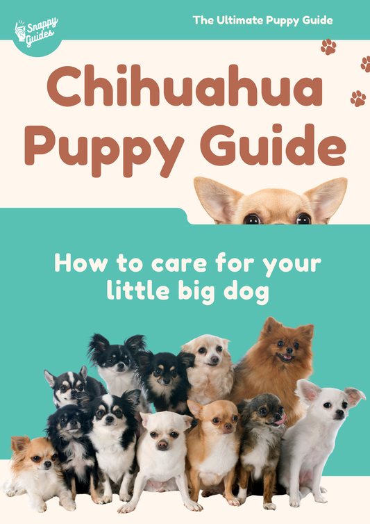 Chihuahua Puppy Guide